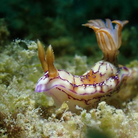 Amila Dive Beach Resort Sipalay Zewnętrze zdjęcie