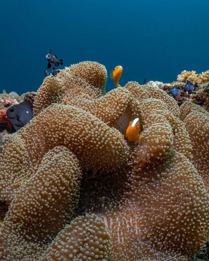 Amila Dive Beach Resort Sipalay Zewnętrze zdjęcie