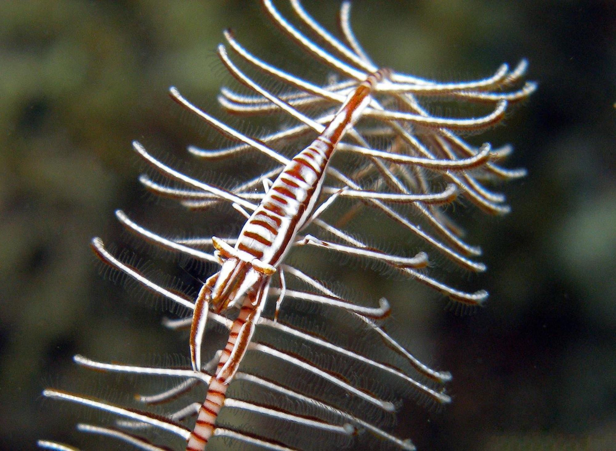 Amila Dive Beach Resort Sipalay Zewnętrze zdjęcie