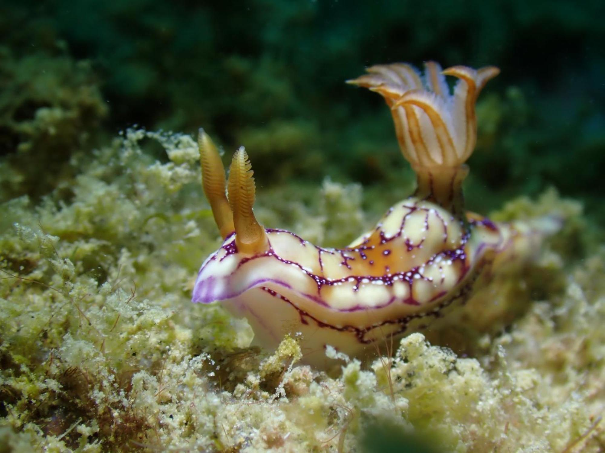 Amila Dive Beach Resort Sipalay Zewnętrze zdjęcie